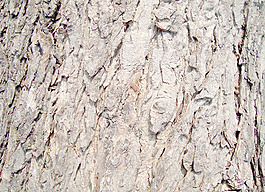 tree_bark_texure