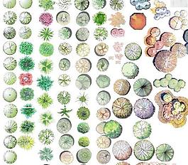 园林植物ps平面图例