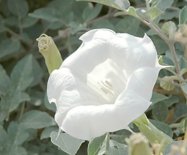 圖983