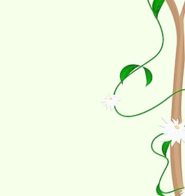 摘要白花支架