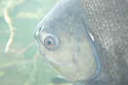 魚