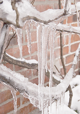 icicled