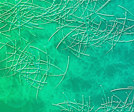 綠色微生物紋理