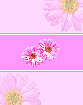 菊花 粉色背景