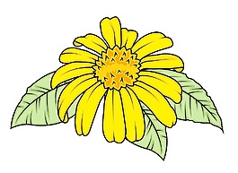 黃色的花