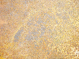 rust_sheet
