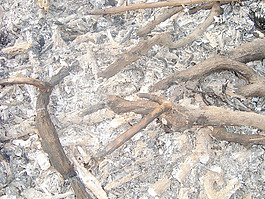 burned_wood_texture