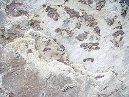granite_texture