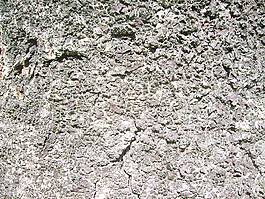 tree_bark_texture