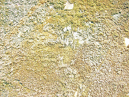 fungal_background