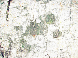 bark_trunk