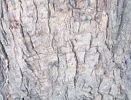 trunk_wood_texture