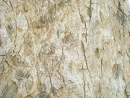 oak_tree_surface
