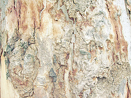 tree_bark_background