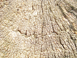 trunk_end