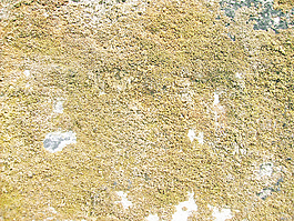 royalty_free_texture