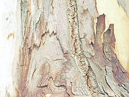 textured_bark