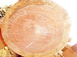 tree_lumber