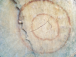 tree_trunk