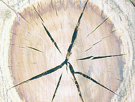 crack_wood