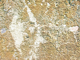 fungus_texture