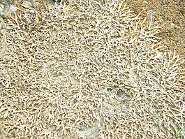 lichen_bg