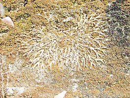 dry_moss_texture