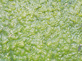 moss_texture