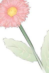 弗洛花23