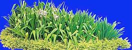 草本花卉素材