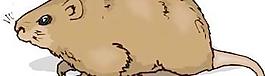 小鼠10