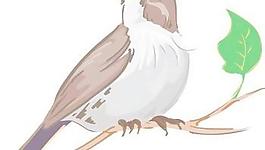 1鳥向量