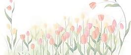 郁金香花23