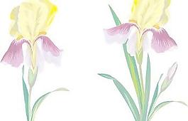 鳶尾花1