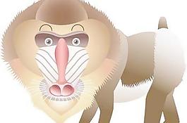 猴20