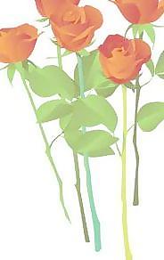 玫瑰花矢量5