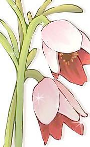 郁金香花24