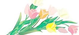 郁金香花6