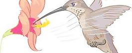 Kolibri
