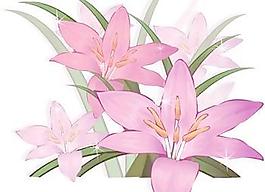 唐菖蒲花3