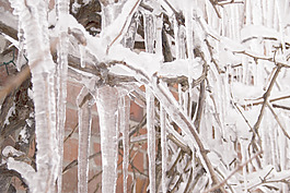 icicled