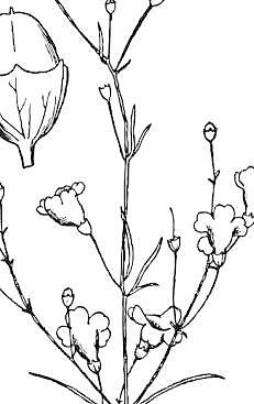 Agalinis决明剪贴画