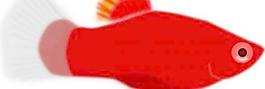 紅色的魚夾藝術(shù)