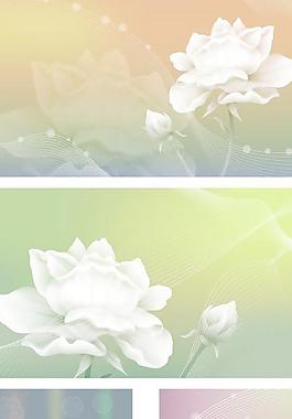 白玫瑰