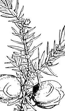 分支和漿果的剪輯藝術(shù)