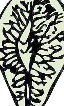 榆樹種子剪貼畫