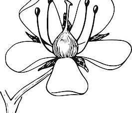 花冠剪贴画