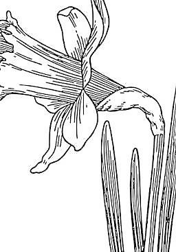 水仙花的剪輯藝術(shù)