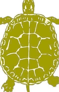 海龜?shù)募糨嬎囆g(shù)