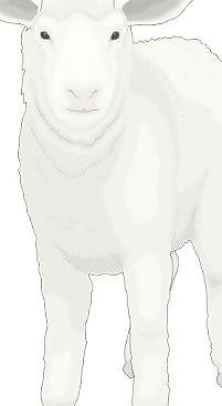 動物的剪輯藝術